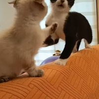 猫パンチをし合う子猫たち