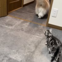 ノルウェージャンフォレストキャットを追い掛ける子猫