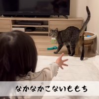 警戒している猫