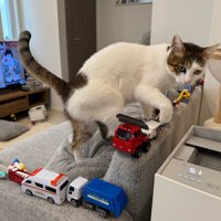 ソファを歩く猫（右向き）