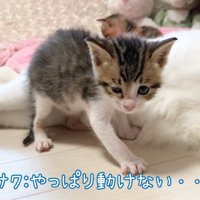 動けない子猫
