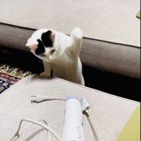 ドライヤーにパンチする三毛猫