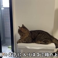 ゴミ箱の上に乗っている猫さん