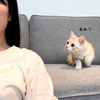歩き出した猫