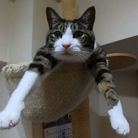 ハンモックの上で両手を伸ばして腹ばいでくつろぐ猫