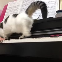 歩く後ろ姿