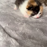 歩く三毛の子猫