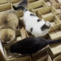 おやつを追う豆大福