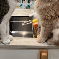 2匹の猫の足