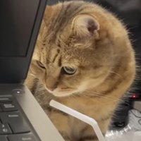 パソコンと猫