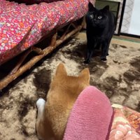 犬の前に立つ猫