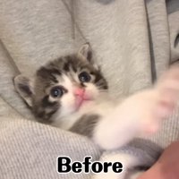 抱っこされている子猫