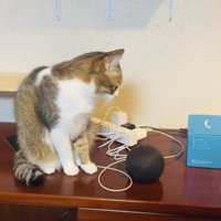 猫の鳴き声の出所を見つけて保護猫