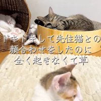奥で寝ている2匹の猫と右を向く子猫（子猫ピンボケ）