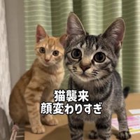 ケージの上の2匹の猫