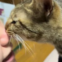 飼い主の顔に顔を近づける猫