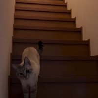 階段を下りてくる猫