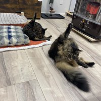 同じ姿勢で毛づくろいをしている2匹の猫