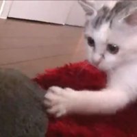 タオルと遊ぶネコ吉ちゃん