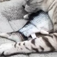 猫の頭の下に敷かれたおもちゃ