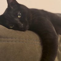 瞼が半分閉じる猫