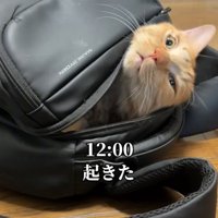 起きる猫