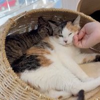 カゴの中でくつろぐ2匹の猫