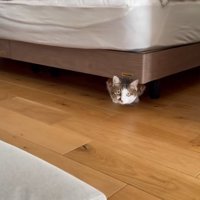 ベッドの下に隠れている猫