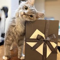 首を傾げる猫