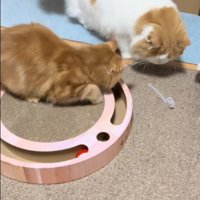 おもちゃで遊んでいる2匹の猫