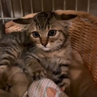 怯える子猫