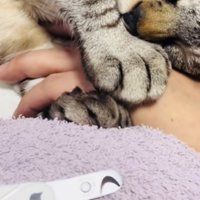 ママの手を掴んで寝たふりをするシャムミックス