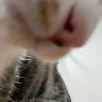 猫のアップ