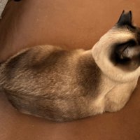 シャム猫の背中