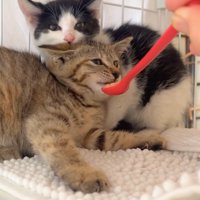 ハチワレ子猫の前でスプーンを差し出されて体を引いているキジトラ子猫「ウマ」