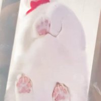 キャットウォークに座る猫