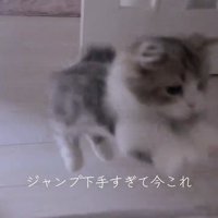 飛び乗ろうとする猫