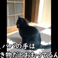 下を向く黒猫