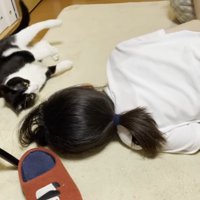 人と寝ころぶハチワレ猫