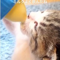 ミルクを飲んでいる子猫