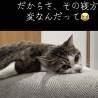 カメラ目線の猫の写真4
