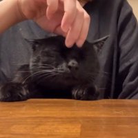 飼い主に額を撫でられて目を閉じる猫