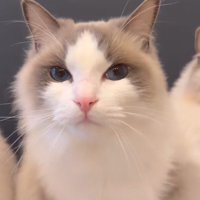 カメラに顔を近づける猫