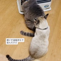 ストーブに並ぶグレートラ猫とシャムトラ猫