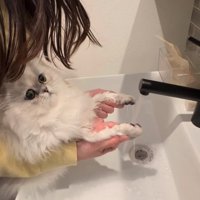濡れた前足を持たれている子猫