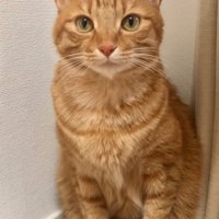 真顔で座ってこっちを見る猫