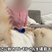 どさくさに紛れて