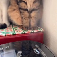 炊飯器と猫の足