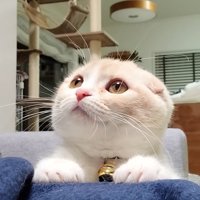 飼い主の脚に手を置く猫