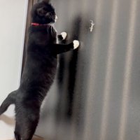 ヤモリを見つめる猫